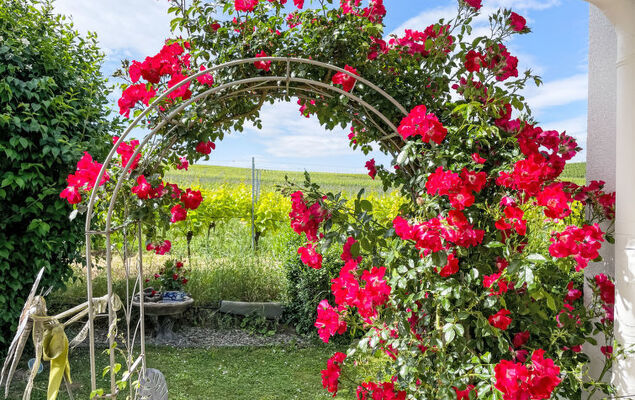 Weinbergblick - Photo 18